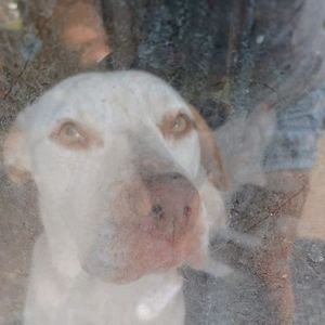 Meet your Posher, Peggy